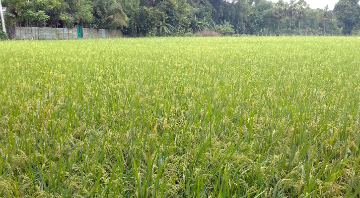 চান্দিনায় আউশ ধানের বাম্পার ফলন: কৃষকদের মুখে স্বস্তির হাসি