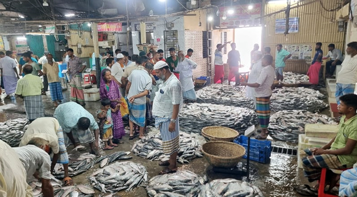 চাঁদপুরে সরবরাহ বাড়ায় দাম কমেছে ইলিশের