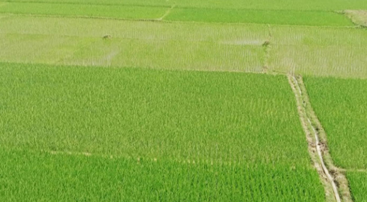 সার সংকটে বিপাকে মহম্মদপুরে কৃষক