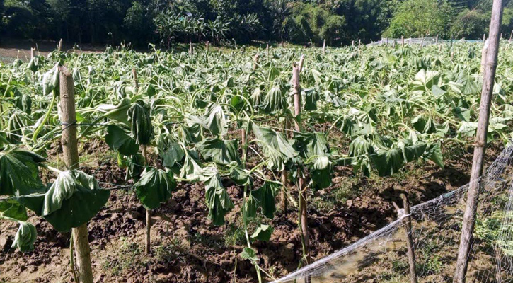 লামায় দুর্বৃত্তদের হাতে নষ্ট হলো বৃদ্ধ কৃষকের লাউ ক্ষেত