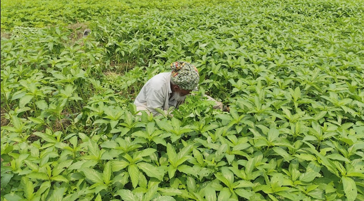 ফরিদপুরে পাট চাষীদের কপালে চিন্তার ভাঁজ