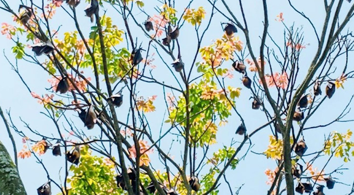 ঘুম ভাঙে বাদুড়ের কিচিরমিচির শব্দে