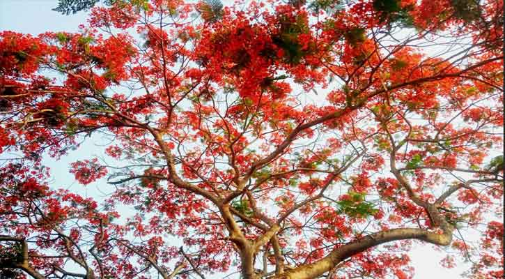 কৃষ্ণচূড়ার লাল রঙে প্রকৃতিতে মোহনীয় উৎসব