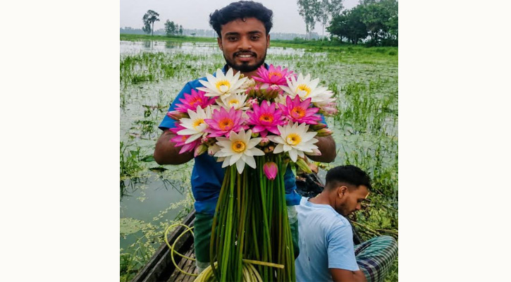 চলনবিলে শ্রাবণেই শাপলা ফুলের সমারোহ