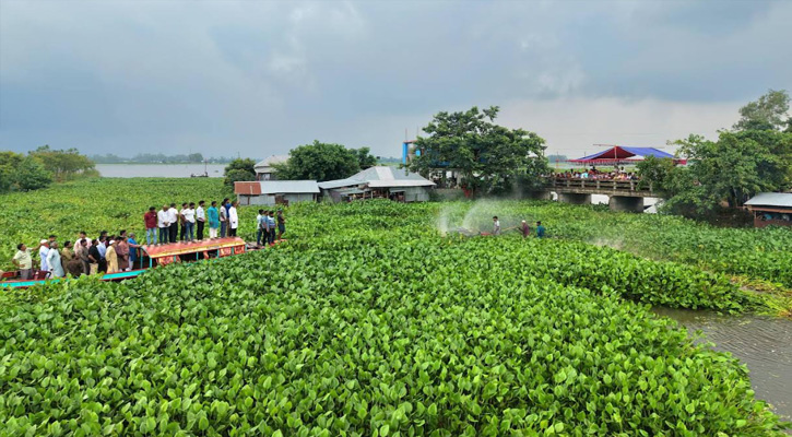 সিংড়ার চলনবিলে জলাবদ্ধতা নিরসনে  কচুরিপানা  পরিষ্কার কর্মসূচির উদ্বোধন