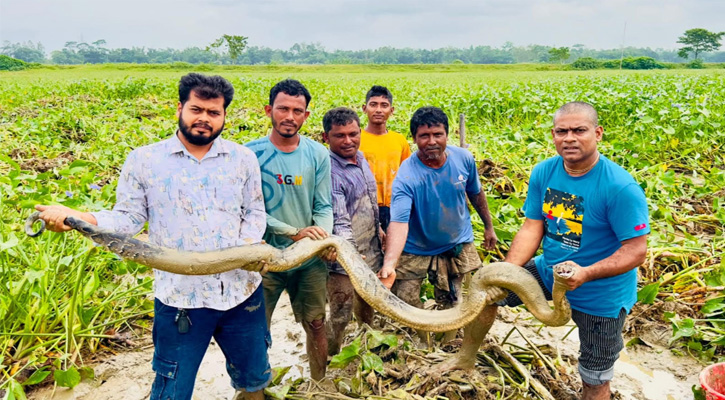 শ্রীমঙ্গলে ধানক্ষেত থেকে অজগর সাপ উদ্ধার