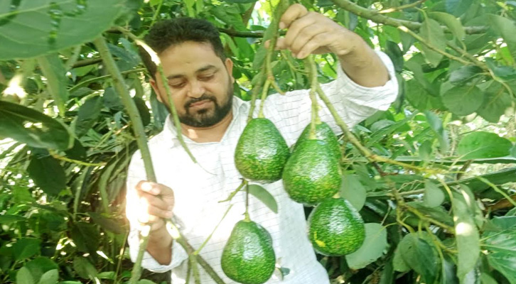 মাগুরায় অ্যাভোকাডো চাষে নাসির হোসেনের বাজিমাত