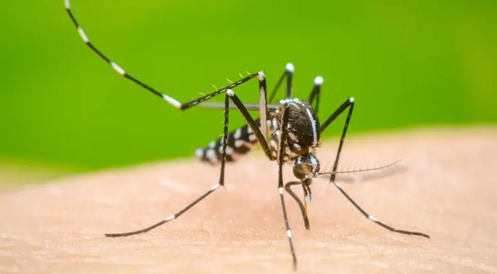 ডেঙ্গুতে একদিনে আরও ১০ জনের মৃত্যু