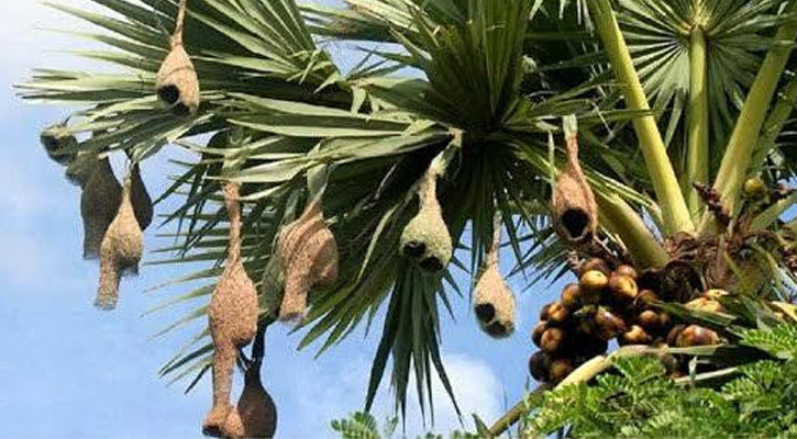 সিরাজগঞ্জে হারিয়ে যাচ্ছে বাবুই পাখি ও শৈল্পিক বাসা