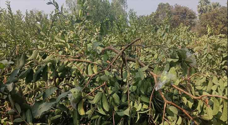 মান্দায় ফলন্ত পেয়ারা বাগান কেটে সাবাড়, অভিযোগ থানায়