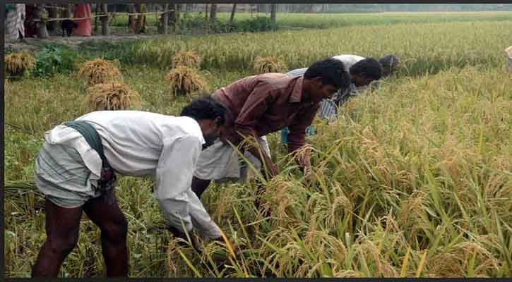 সিরাজগঞ্জে ডিজেল সংকটেবোরো উৎপাদন নিয়ে দুশ্চিন্তায় কৃষক
