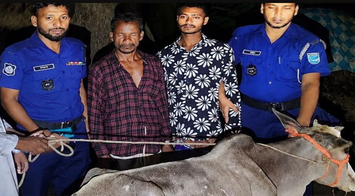 গরুসহ  চোরচক্রের দুই সদস্য গ্রেপ্তার