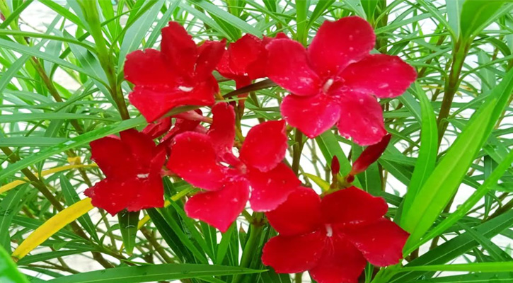 মনমাতানো ‘রক্তকরবী’ ফুল