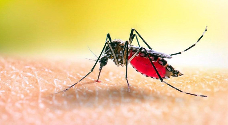 ডেঙ্গুতে আরও ৬ জনের প্রাণহানি, আক্রান্ত ছাড়াল ৪০ হাজার