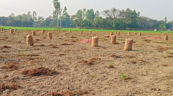 সুন্দরগঞ্জে হিমাগার সংকটে আলু নিয়ে বিপাকে চাষিরা