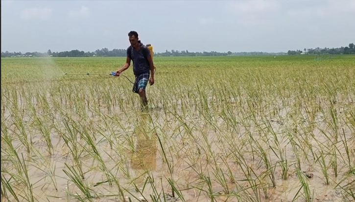 জয়পুরহাটে রোপা আমনে বাড়তি খরচ: দুশ্চিন্তায় কৃষক