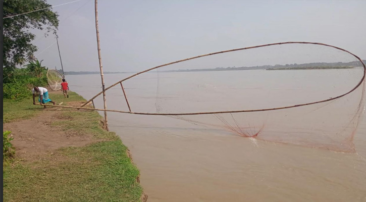 মধুমতির ঘোলা জলে রুপালি স্বপ্ন ওড়ং জালে ইলিশ ধরার আয়োজন