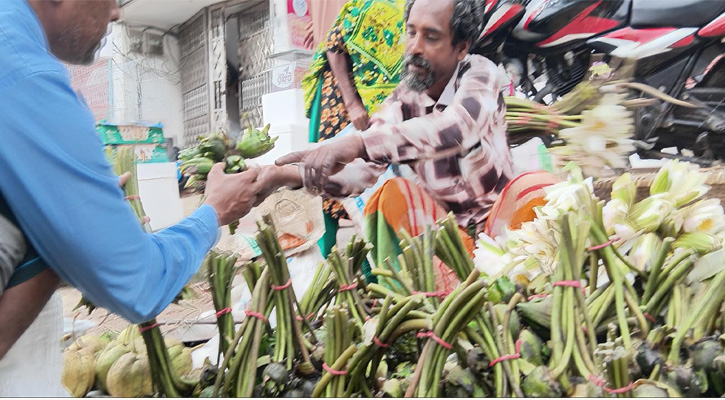 চলনবিলের শাপলা-ঢ্যাপ বিক্রিতে  সংসার চলে আব্দুল আলিমের