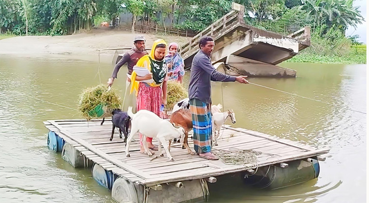 কুড়িগ্রামে বন্যা ও নদী ভাঙনের মাঝেও চরবাসীর স্বপ্ন বাঁচিয়ে রাখছে গবাদিপশু