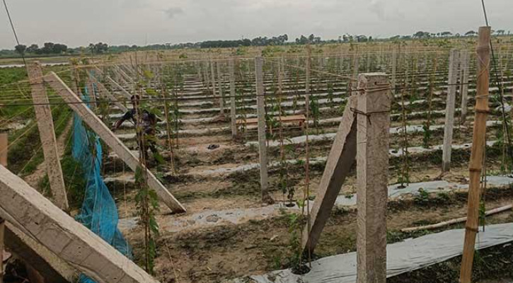 আঙ্গুর চাষে সাফল্যের প্রত্যাশা