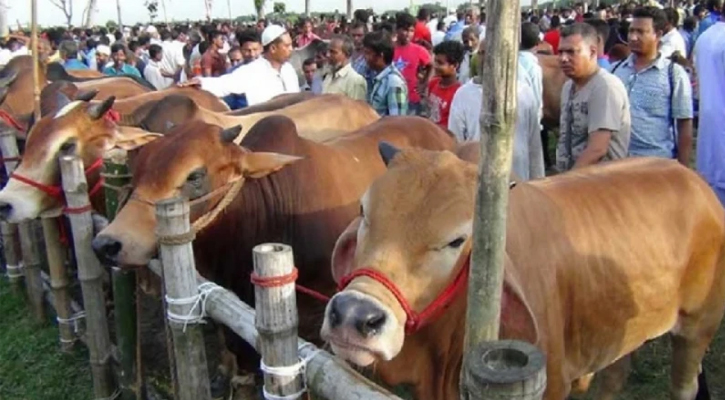 আফতাবনগরে গরুর হাট বসানো যাবে না