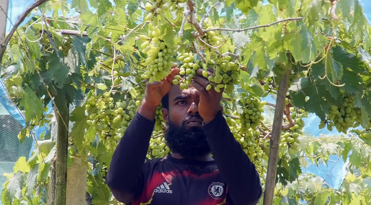 আঙ্গুর চাষে সফল ঝিনাইদহের কৃষক, বাড়ছে আগ্রহ