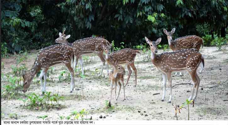 হরিণের অভয়ারণ্য চকরিয়া ডুলাহাজারা সাফারি পার্ক