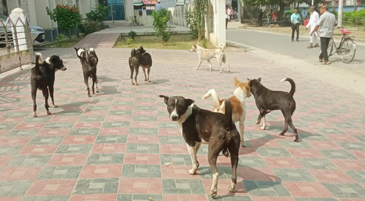 বেওয়ারিশ কুকুরের দৌরাত্ম্যে আতঙ্কিত মাগুরাবাসী