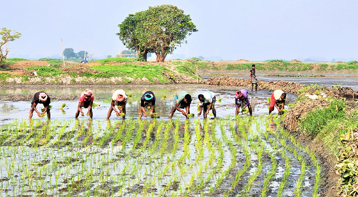বোরো ধানের খরচ নিয়ে দুশ্চিন্তায় জলঢাকার কৃষকেরা