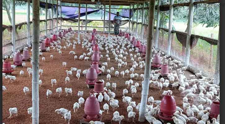 লোডশেডিংয়ে লোকসানের পোল্ট্রি খামারিরা