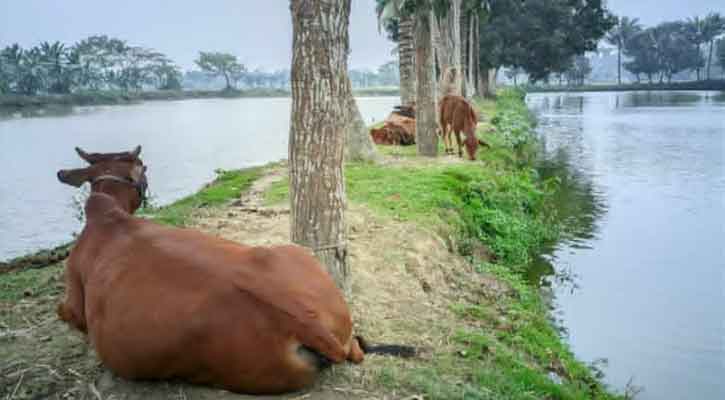 গভীর রাতে গোয়ালঘর ফাঁকা, মুহূর্তেই উধাও ৪ গরু