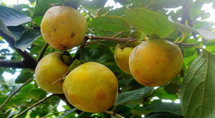 মাগুরায় ফলেছে জাপানের জাতীয় ফল ‘পার্সিমন’