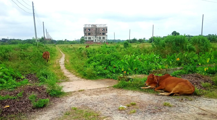 মাগুরার সরকারি হাউজিং প্রজেক্ট দিনে গো-চারণ ভূমি রাতে ঘুটঘুটে অন্ধকা