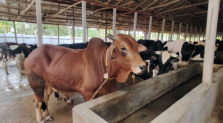 রূপগঞ্জে কোরবানির ঈদ ঘিরে ব্যস্ত সময় পার করছেন খামারিরা