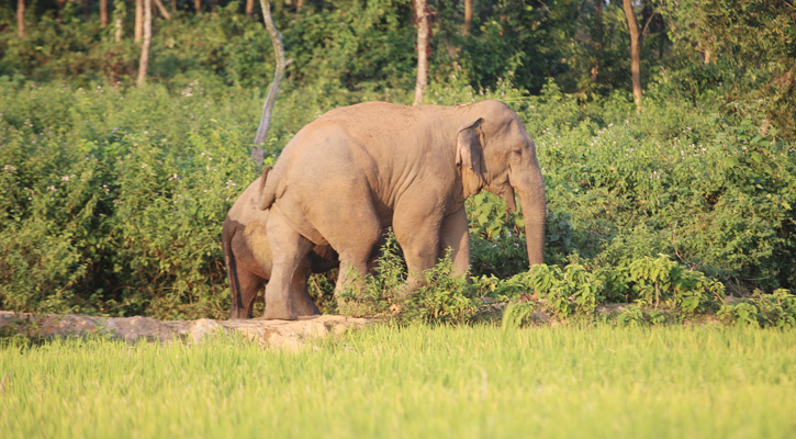 হাতীর তাণ্ডবে ফসল নষ্ট, শ্রীবরদীতে বন বিভাগের নীরব ভূমিকা