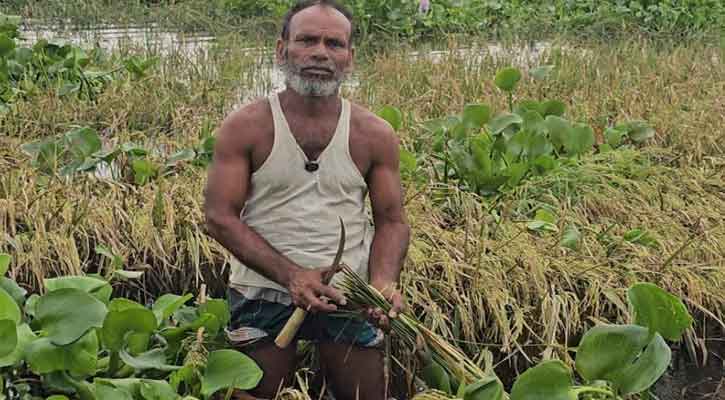 কচুরিপানার নিচে চাপা পড়েছে সোনালী স্বপ্ন—কৃষকের বুকফাটা আর্তনাদ