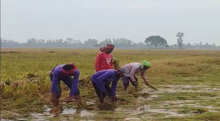 ‎ ‎টানা বৃষ্টিতে বেড়েছে মজুরি, ব্যাহত কৃষিকাজ
