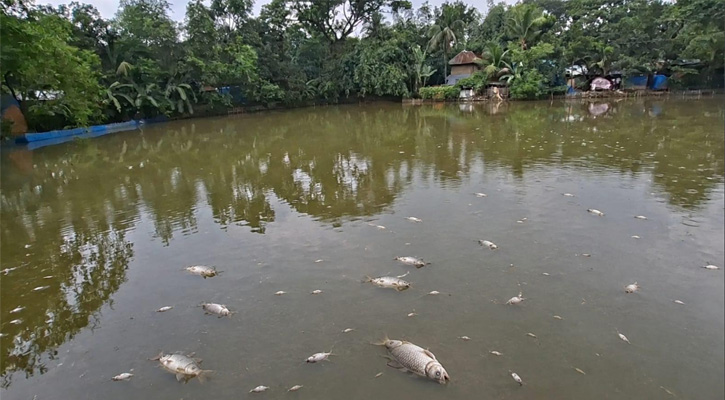 মান্দায় চাঁদা না পেয়ে পুকুরে বিষ প্রয়োগ