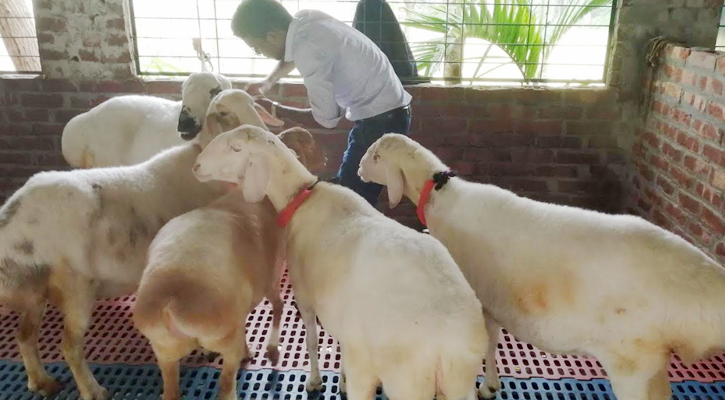 রংপুরে দুম্বার খামার সম্প্রসারণে গুরুত্ব দিচ্ছেন উদ্যোক্তা জাহিদ