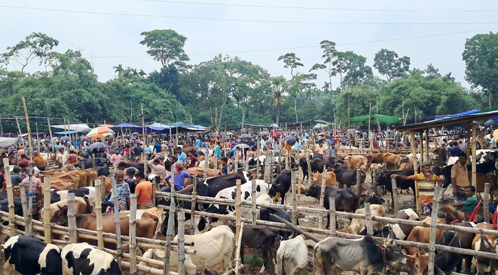 রাজধানীর পশুর হাটে ভিড় বেড়েছে-জমজমাট বেচাকেনা