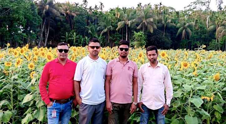 পিরোজপুরে সূর্যমুখীর সোনালি সম্ভাবনা