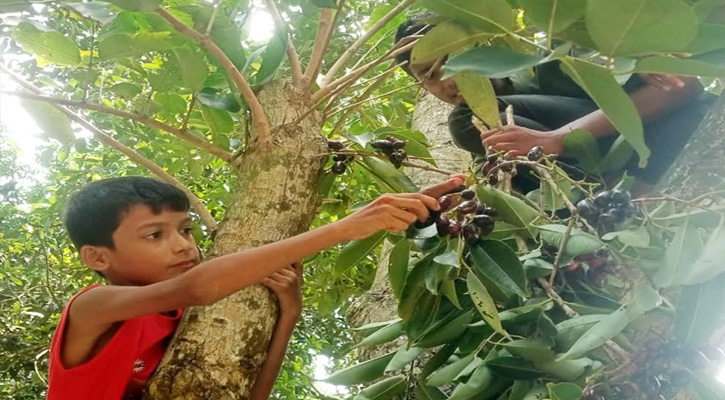 জামগাছের ডালে বোনা শৈশবের গল্প
