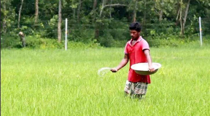 আমনের মৌসুমে রাজশাহীতে সারের জন্য হাহাকার