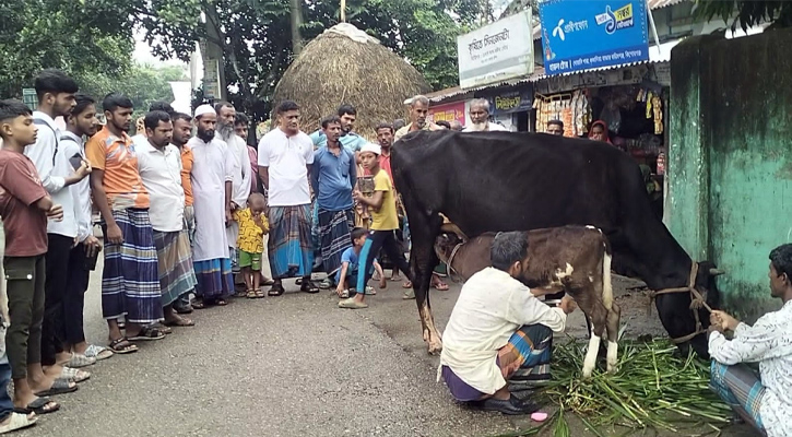 গাভীর সাথে জন্মের প্রথমদিন থেকেই দুধ দিচ্ছে বাছুরও