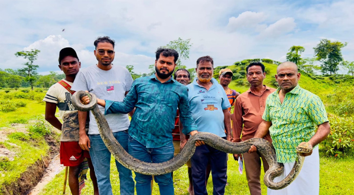অজগর উদ্ধার