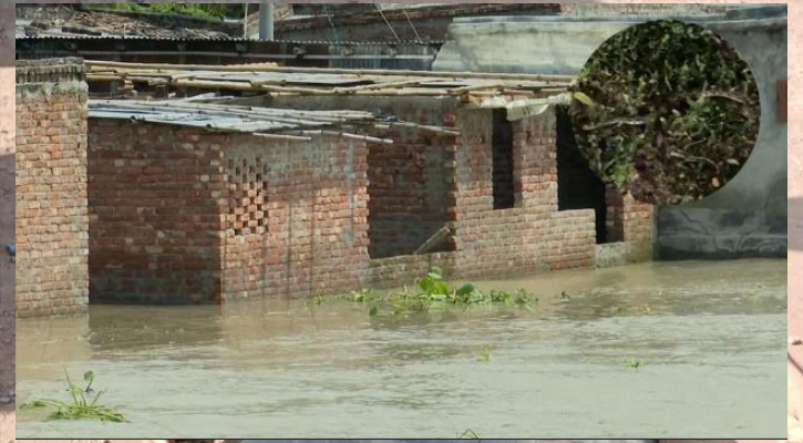 পদ্মার পানি বাড়তেই রাজশাহীতে সাপের আতঙ্ক