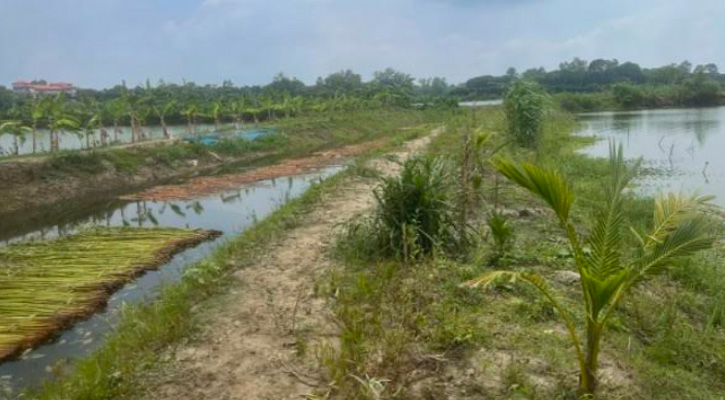 রাজশাহী বাগমারার ঝিকরায় ৭ কিলোমিটার খাল পুনঃখনন, সুফল মিলছে কৃষিতে