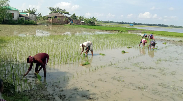 খুলনার মাঠে মাঠে চলছে রোপা আমন আবাদের ধুম