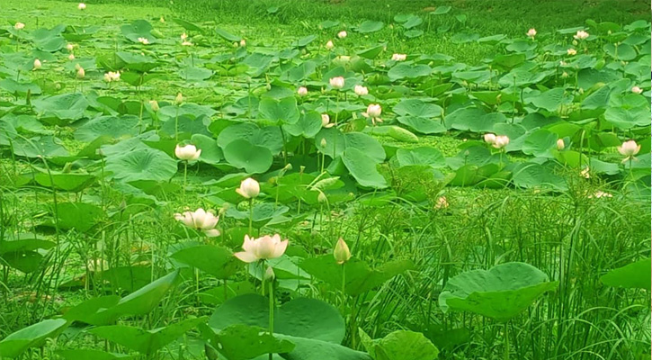 অস্তিত্ব সংকটে পদ্মফুল