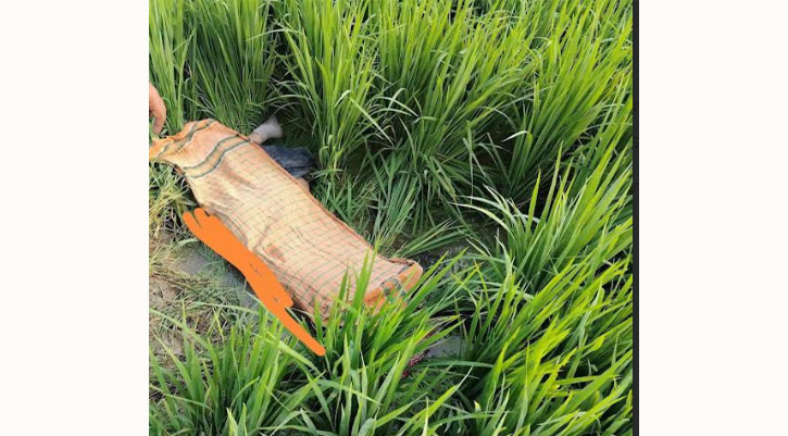 লালমাইয়ে ধানক্ষেত থেকে ৭ম শ্রেণির ছাত্রীর মরদেহ উদ্ধার